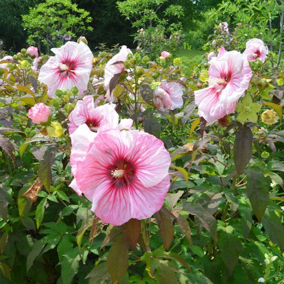 Dark &amp; Light Pink Swamp Mallow Flower Seeds – Heirloom Non-GMO Organic Garden