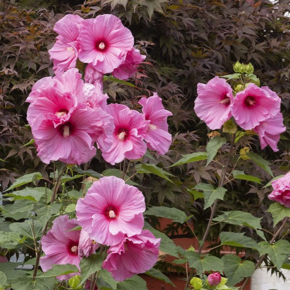 Dark &amp; Light Pink Swamp Mallow Flower Seeds – Heirloom Non-GMO Organic Garden