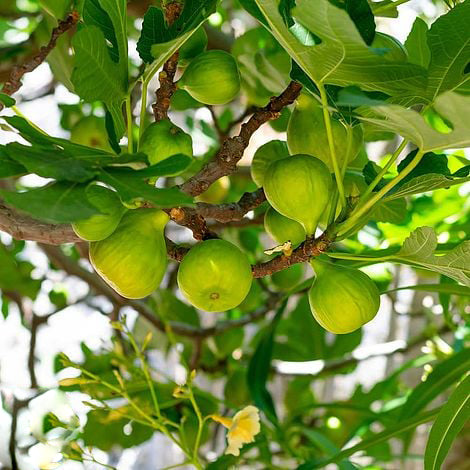 Fig Tree Seeds Green for Planting – Heirloom Non-GMO High Germination Organic Garden Seeds