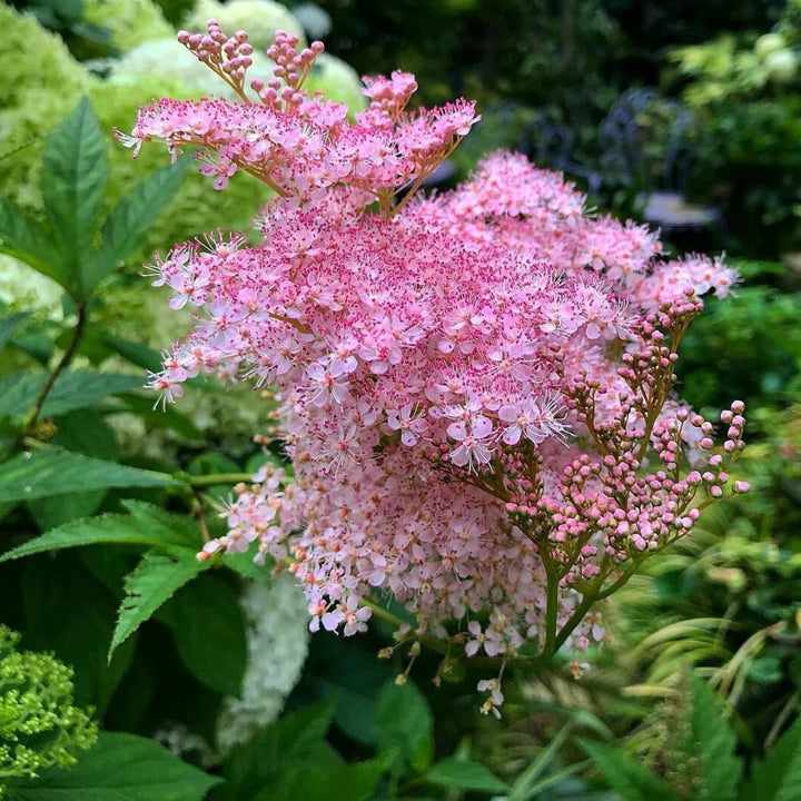 Filipendula Flower Seeds – Heirloom, Non-GMO, High Germination Organic Garden Seeds