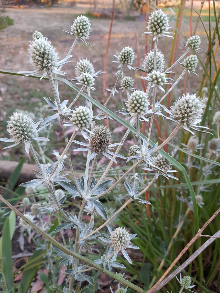 White Eryngium Flower Seeds – Heirloom, Non-GMO, High Germination Garden Seeds