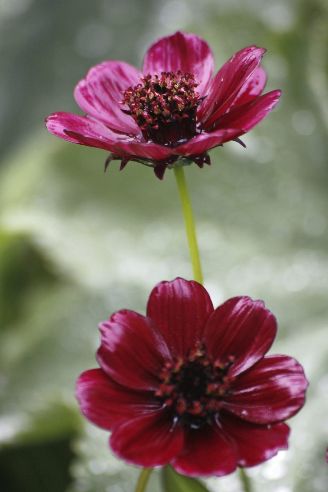 Dark Red Cosmos Flower Seeds for Planting – Heirloom Non-GMO High Germination Seeds
