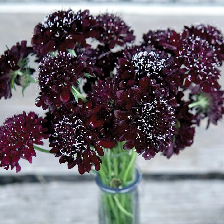 Brown Astrantia Flower Seeds for Planting Heirloom Non-GMO High Germination Organic Garden Seeds