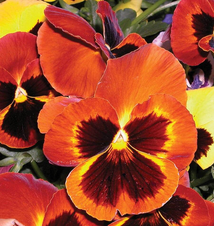 Pansy Flower Seeds Orange Maroon – Heirloom, Non-GMO, High Germination Seeds