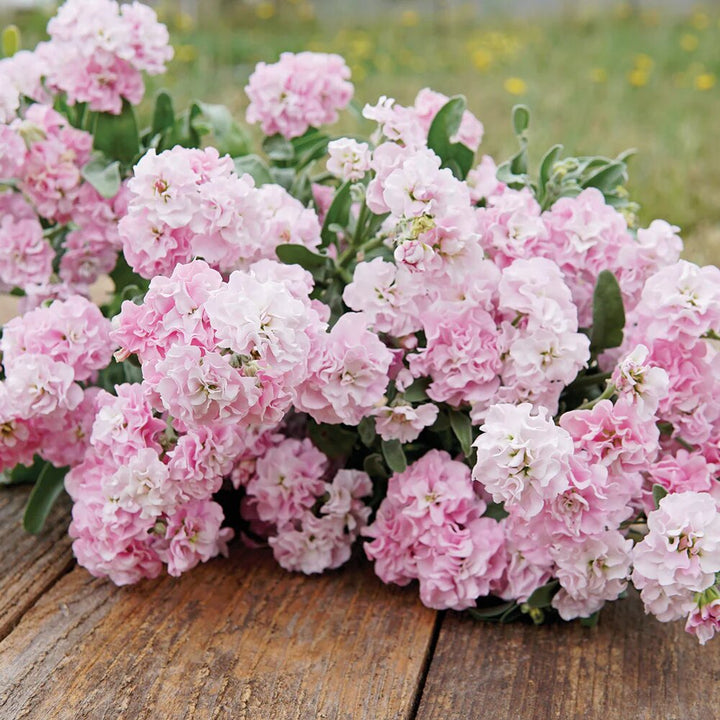 Blossom Flower Seeds Pink – Heirloom, Non-GMO, High Germination, Organic Garden Seeds