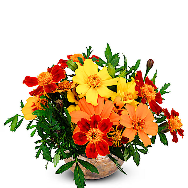 French Disco Mix Marigold heirloom non-GMO garden seeds for planting with vibrant yellow and orange blooms growing naturally in a sunny home garden