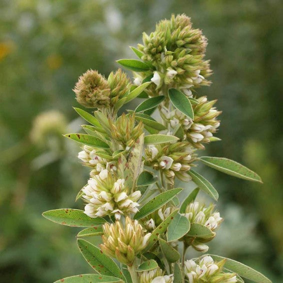 Lespedeza Flower Seeds Green – Heirloom, Non-GMO, High Germination Seeds