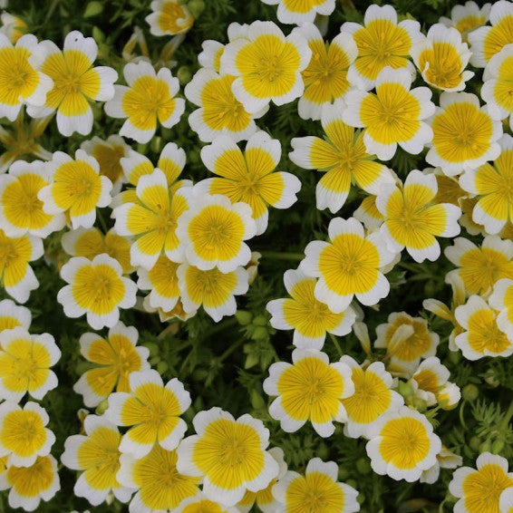 Limnanthes Flower Seeds White Yellow – Heirloom Non-GMO High Germination