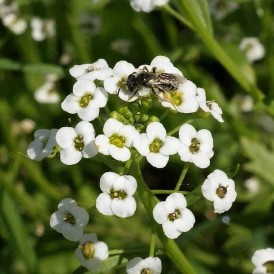 White Alyssum Flower Seeds for Planting – Heirloom Non-GMO High Germination Organic Garden Seeds