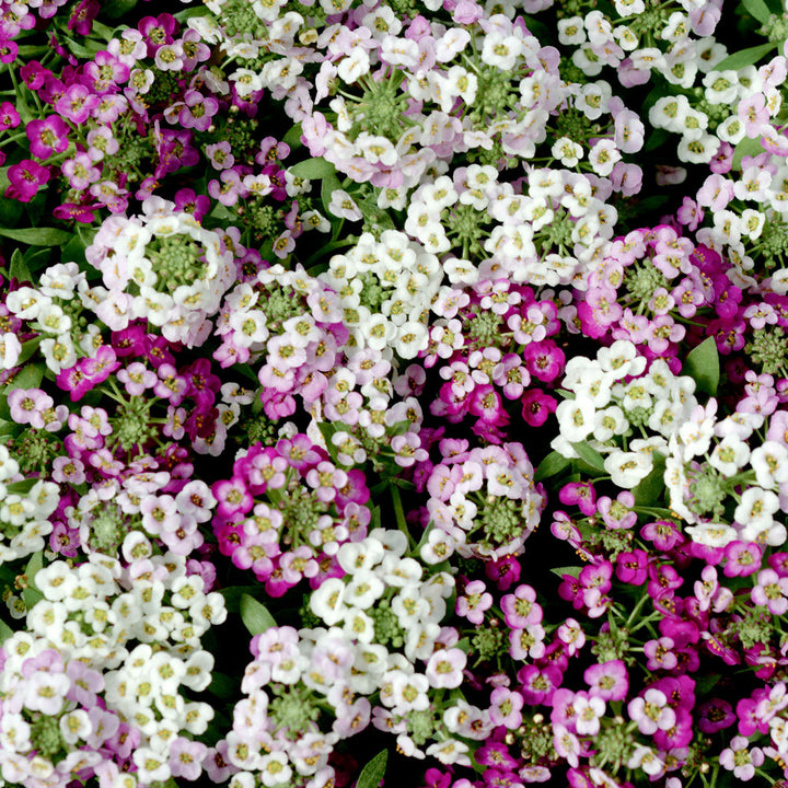 Alyssum Flower Seeds Mixed for Planting – Heirloom Non-GMO High Germination Organic Garden Seeds