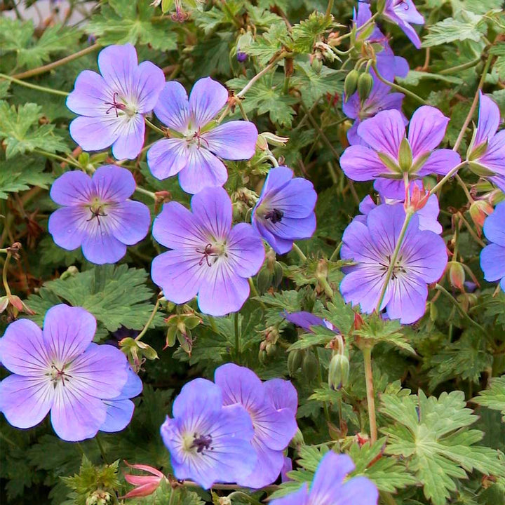 Rozanne Geranium Flower Seeds for Planting – Heirloom Non-GMO Hardy Geranium Seeds for Garden &amp; Pots