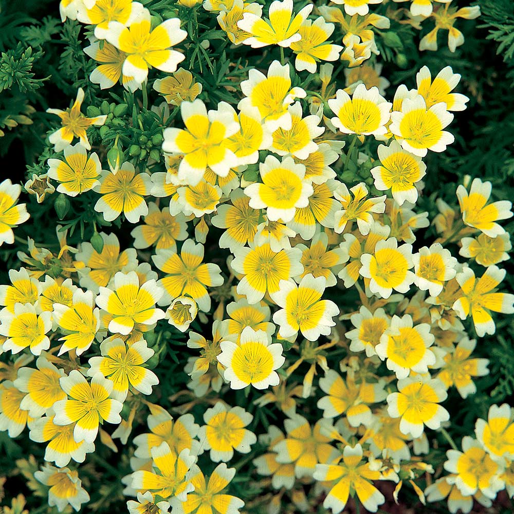 Limnanthes Douglasii Flower Seeds – Heirloom, Non-GMO, High Germination Seeds