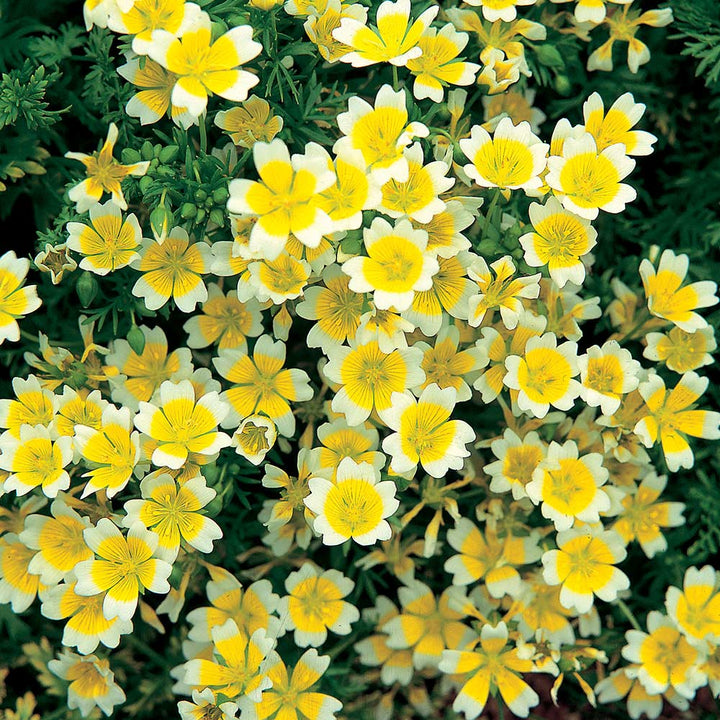 Limnanthes Douglasii Flower Seeds – Heirloom, Non-GMO, High Germination Seeds
