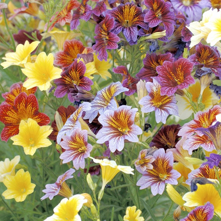 Mixed Salpiglossis Flower Seeds for Planting – Heirloom Non-GMO, High Germination Organic Garden Seeds