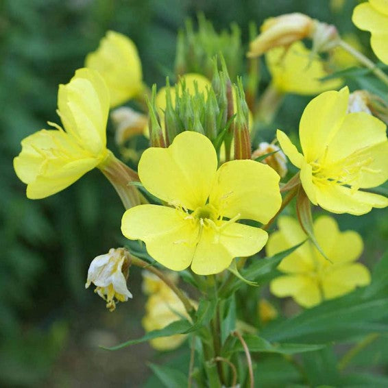 Light Yellow Dipladenia Flower Seeds – Heirloom Non-GMO High Germination Seeds