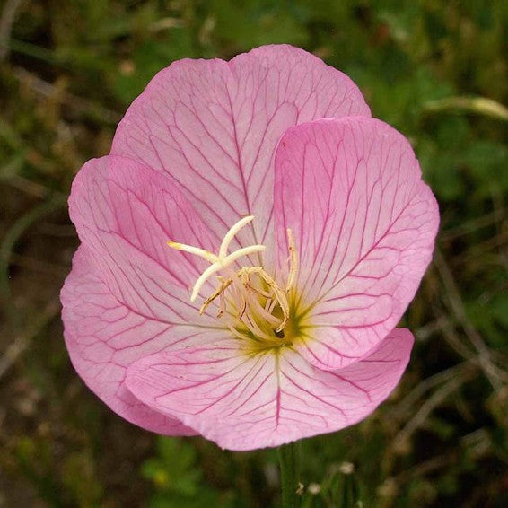 Light Pink Primrose Flower Seeds for Planting – Heirloom Non-GMO High Germination Organic Garden Seeds