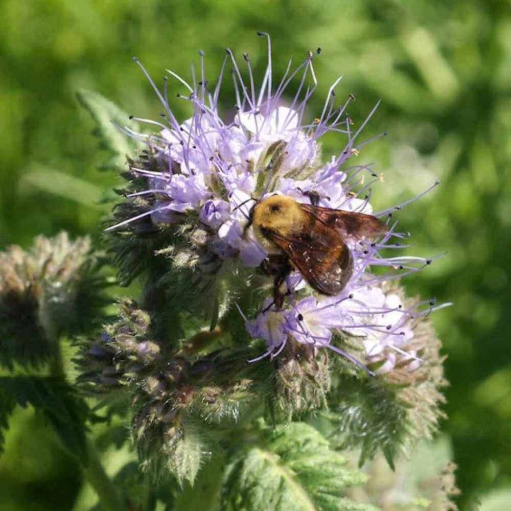 lacy phacelia flower seeds