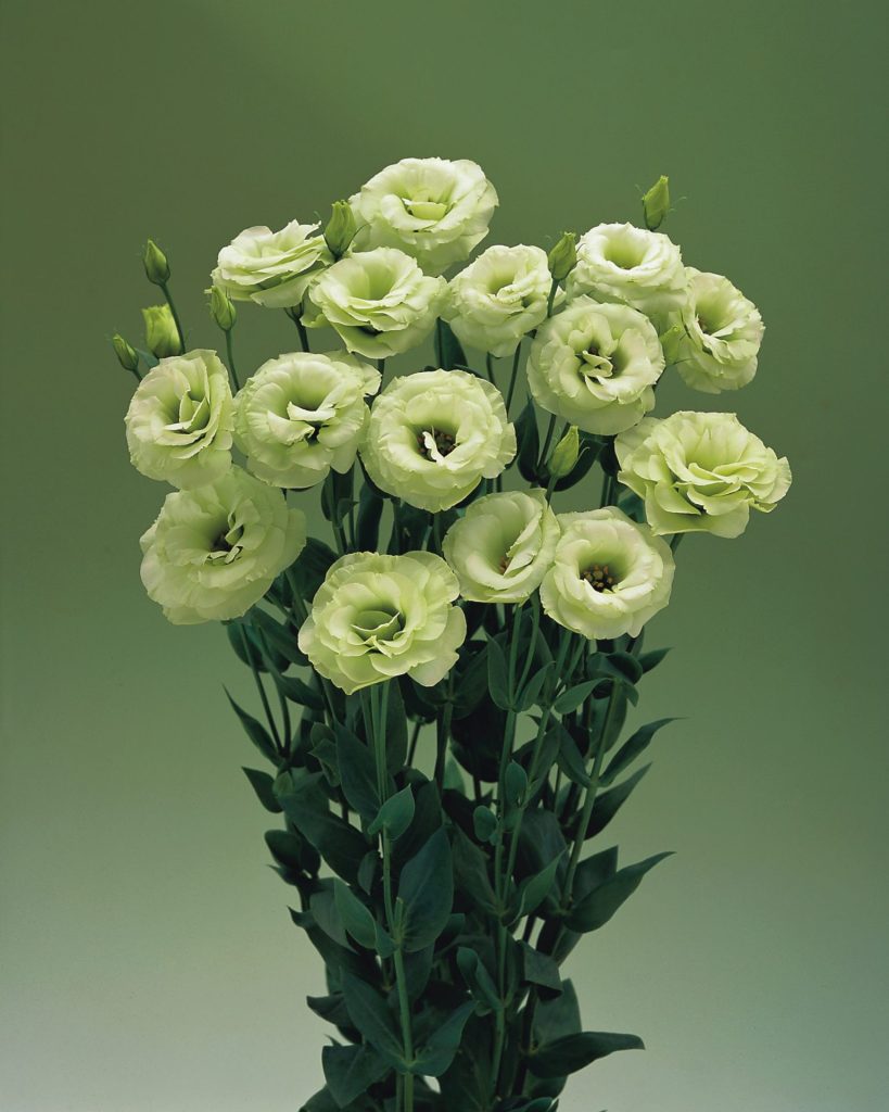 Green Eustoma Flower Seeds – Heirloom Non-GMO High Germination Seeds