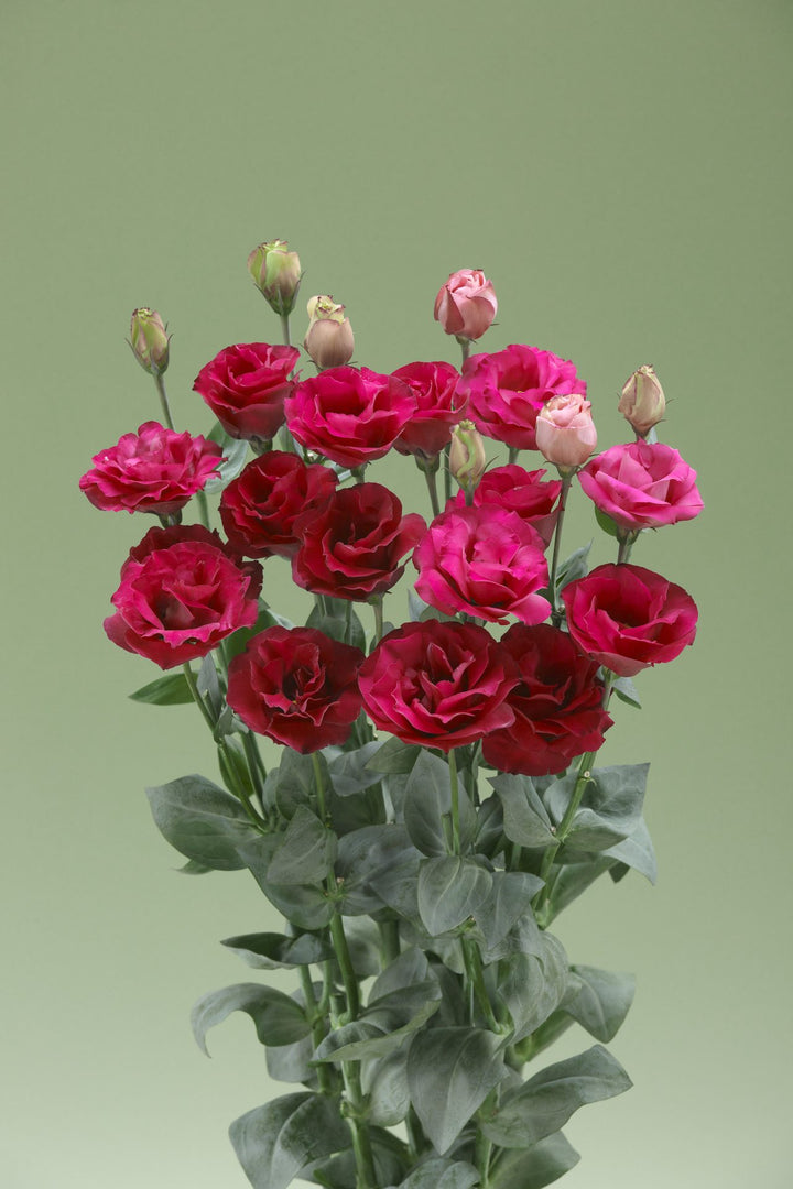 Red Eustoma Flower Seeds – Heirloom, Non-GMO, High Germination Organic Garden Seeds