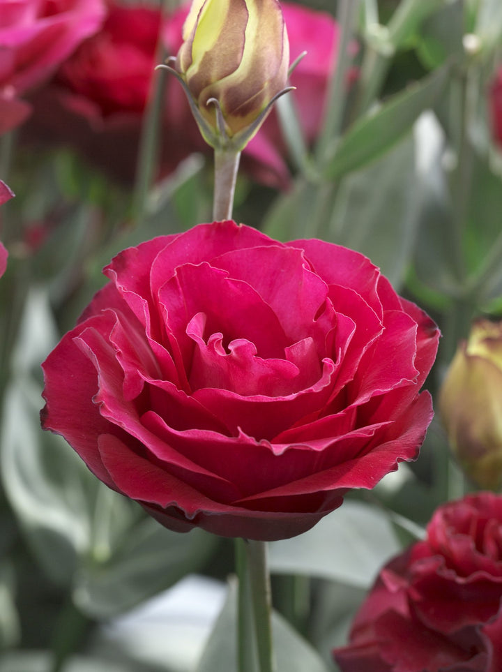 Lisianthus Flower Seeds Red – Heirloom, Non-GMO, High Germination Seeds