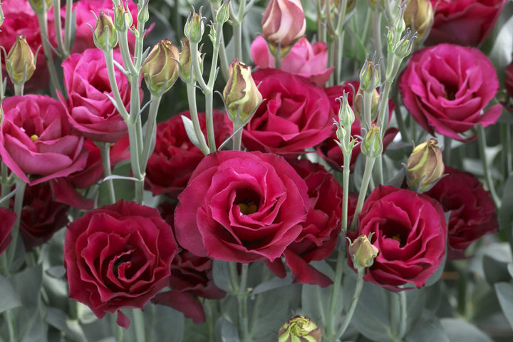 Lisianthus Flower Seeds Red – Heirloom, Non-GMO, High Germination Seeds