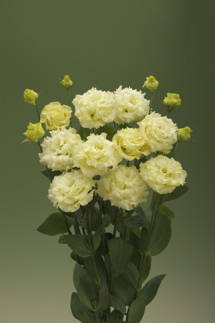 Yellow Perennial Lisianthus Flower Seeds for Planting – Heirloom Non-GMO Organic Garden Seeds