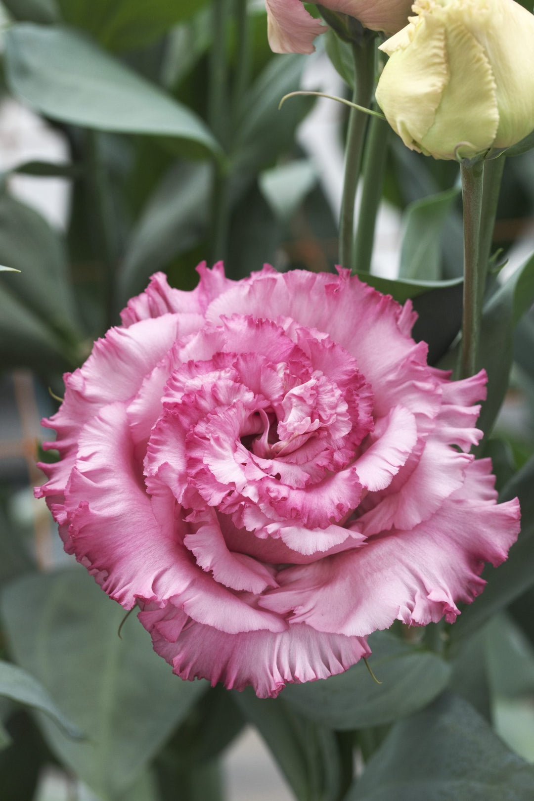 Pink Eustoma Grandiflorum Flower Seeds – Heirloom Non-GMO Organic Garden Seeds