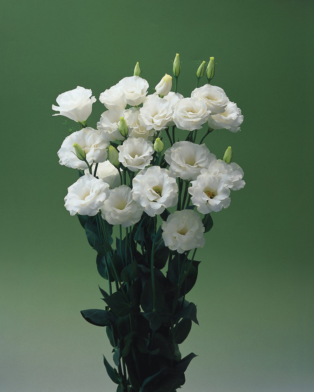 Estoma Flower Seeds White – Heirloom, Non-GMO, High Germination Organic Seeds
