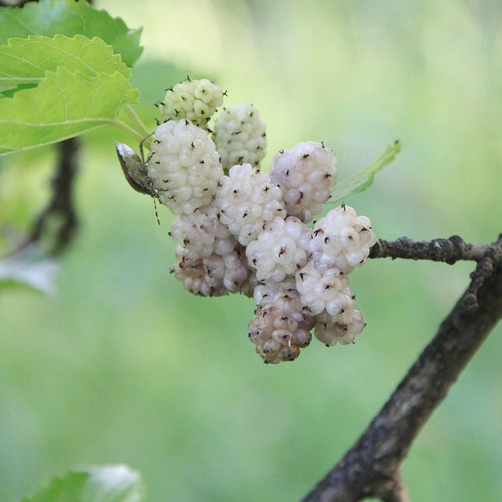 White Mulberry Seeds for Planting – Heirloom Non-GMO High Germination Organic Garden Seeds