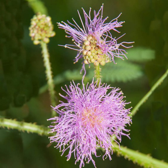 Light Purple Schrankia Uncinata Flower Seeds – Heirloom, Non-GMO Seeds