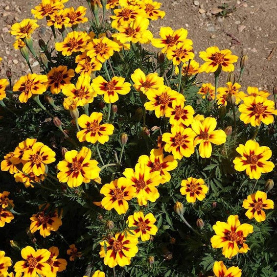 Yellow Red Dainty Marietta Marigold Seeds – Heirloom, Non-GMO, High Germination Seeds