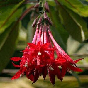 Fuchsia Flower Seeds Red Heirloom Non-GMO High Germination Seeds