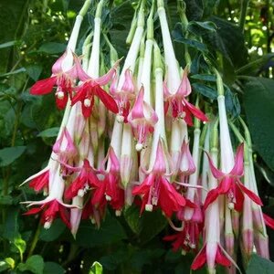 Light Green Fuchsia Seeds for Planting – Heirloom, Non-GMO, High Germination Seeds