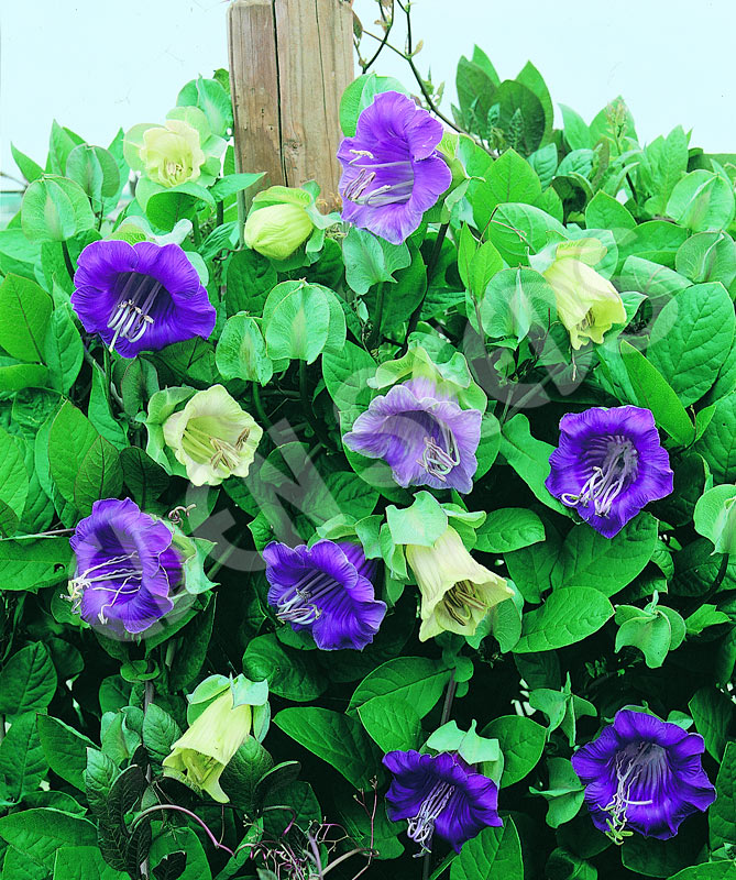 Mixed Climbing Cathedral Bells Flower Seeds – Heirloom, Non-GMO Seeds for Planting