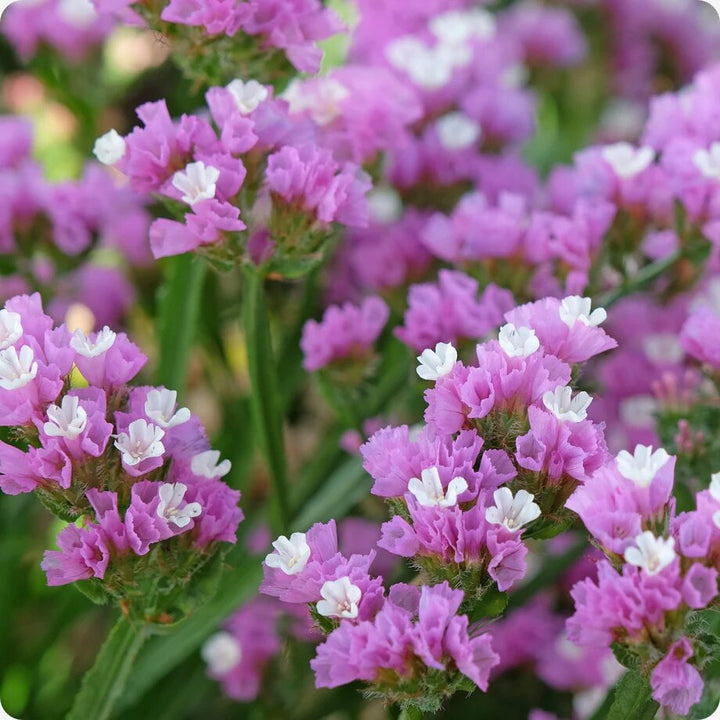 Pink Limonium Flower Seeds – Seeds for Planting, Heirloom, Non-GMO, High Germination Organic Garden Seeds