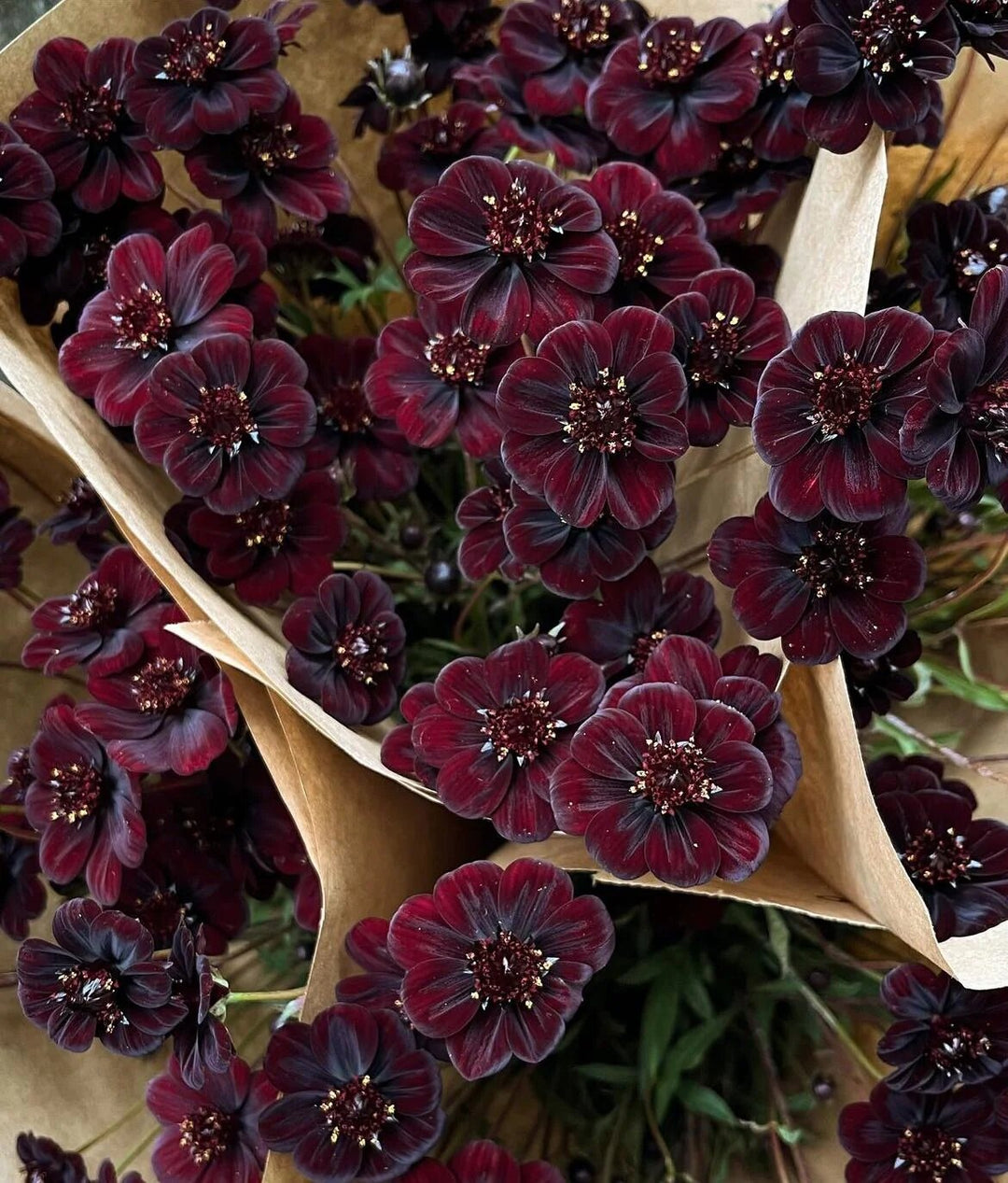 Chocolate Cosmos Flower Seeds for Planting – Heirloom, Non-GMO, High Germination Organic Garden Seeds