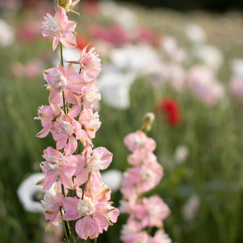 Larkspur Flower Seeds Pink – Heirloom, Non-GMO, High Germination Seeds