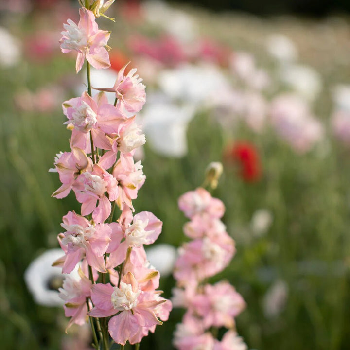 Larkspur Flower Seeds Pink – Heirloom, Non-GMO, High Germination Seeds