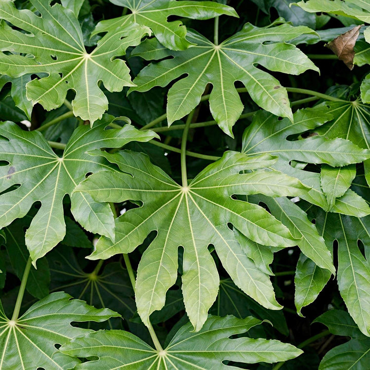 Green Fatsia Aralia Seeds – Heirloom &amp; Non-GMO Tropical Beauty Seeds for Planting