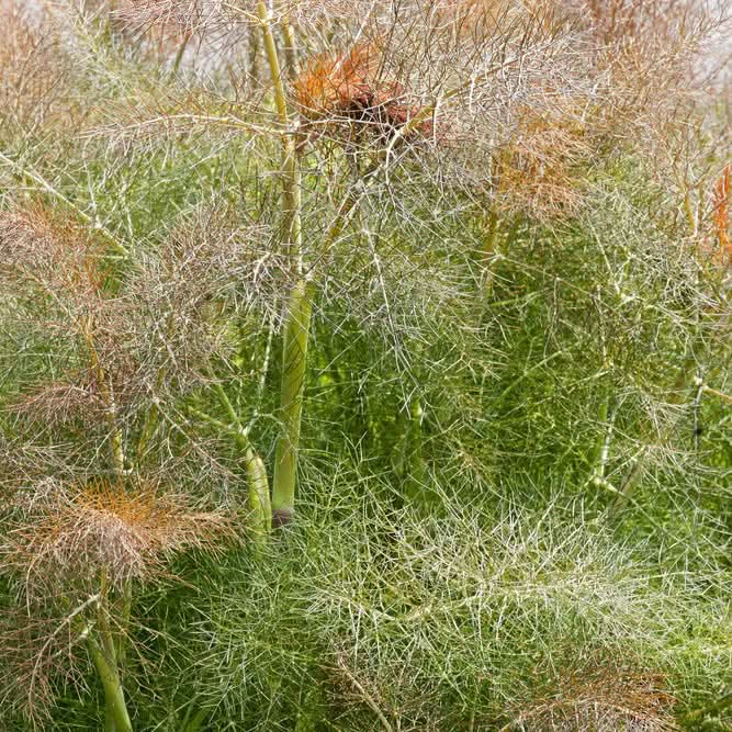 Fennel Bronze herb seeds