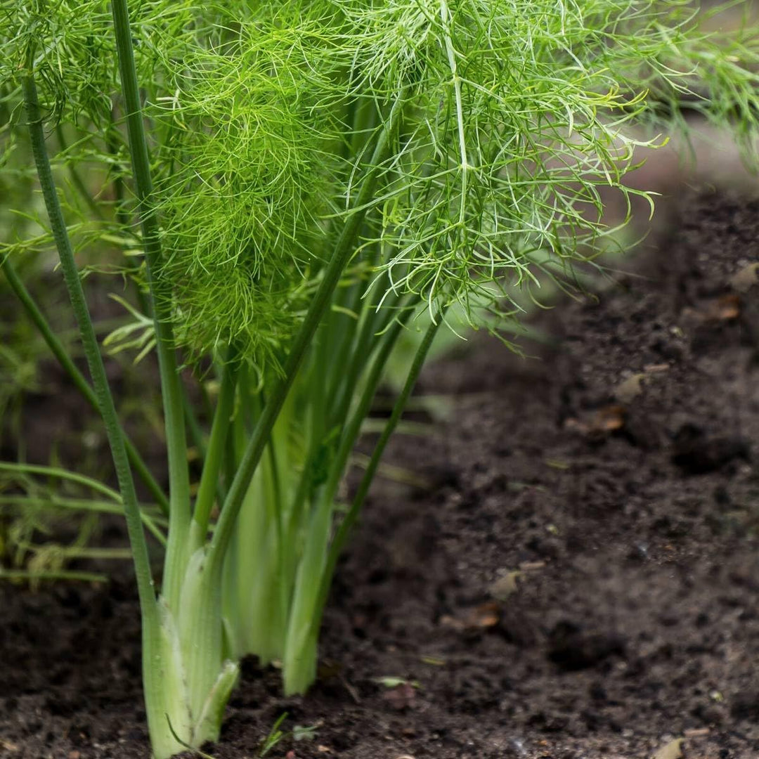 Fennel Foeniculum herb seeds