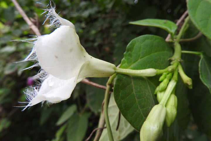 Semillas de Flor de Loroco Blancas – Cimarrón, No-Transgénico, Semillas de Alta Germinación