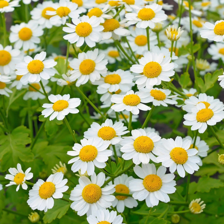 White Tanacetum Parthenium Flower Seeds Heirloom Non-GMO High Germination Organic Garden Seeds for Planting