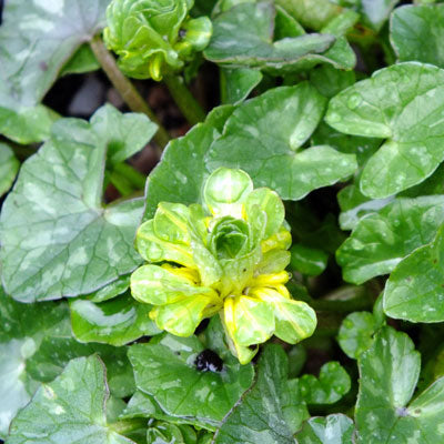 Green Celandine Flower Seeds for Planting – Heirloom Non-GMO High Germination Seeds