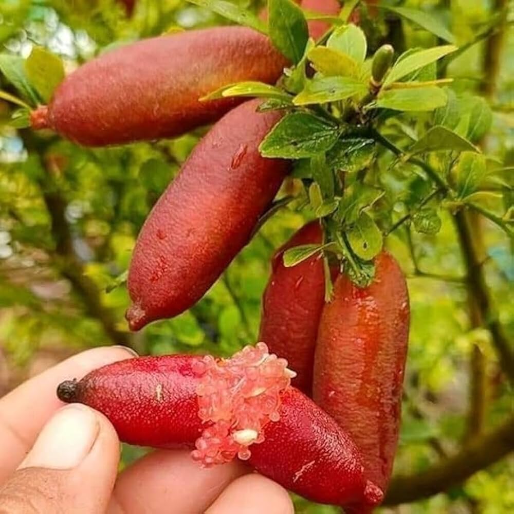 finger lime flower seeds