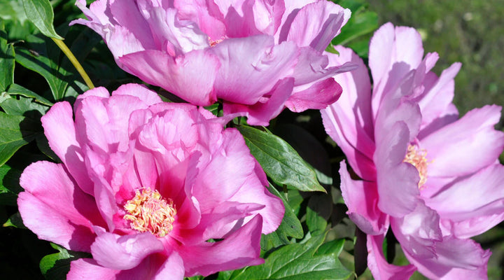 Semillas de Peonía Rosa Claro – Heirloom, No Transgénicas, Alta Germinación