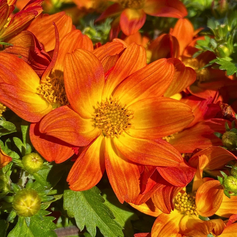 Orange Bidens Flower Seeds – Heirloom, Non-GMO, High Germination Seeds