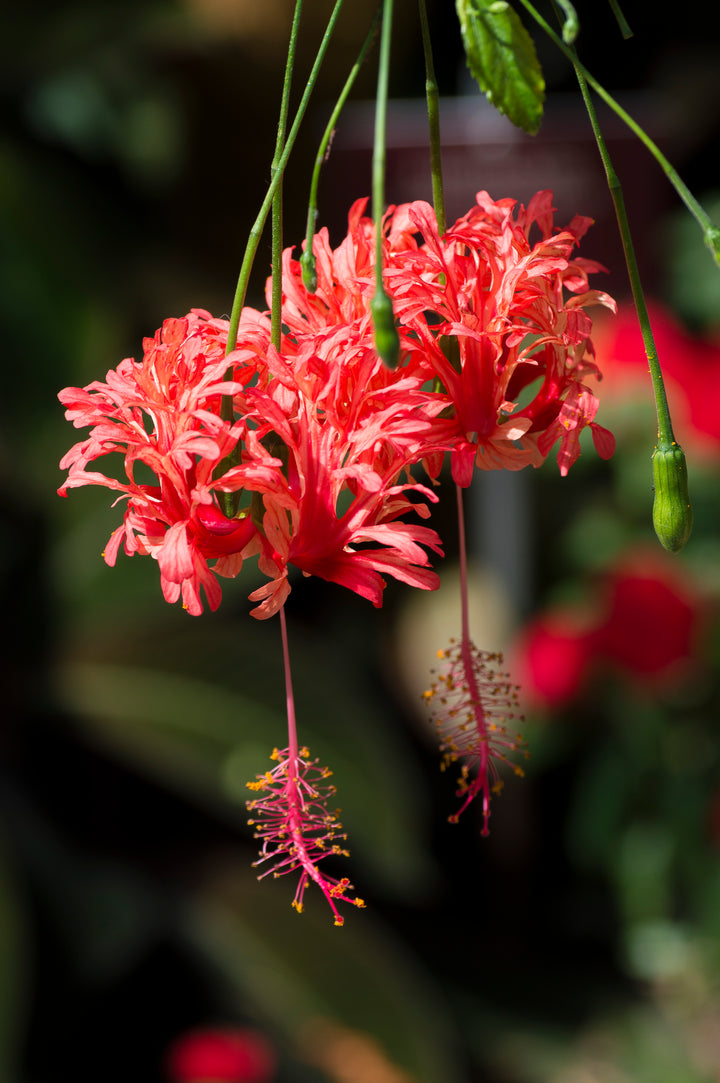 Red Hibiscus Schizopetalus Flower Seeds – Heirloom, Non-GMO, High Germination Seeds