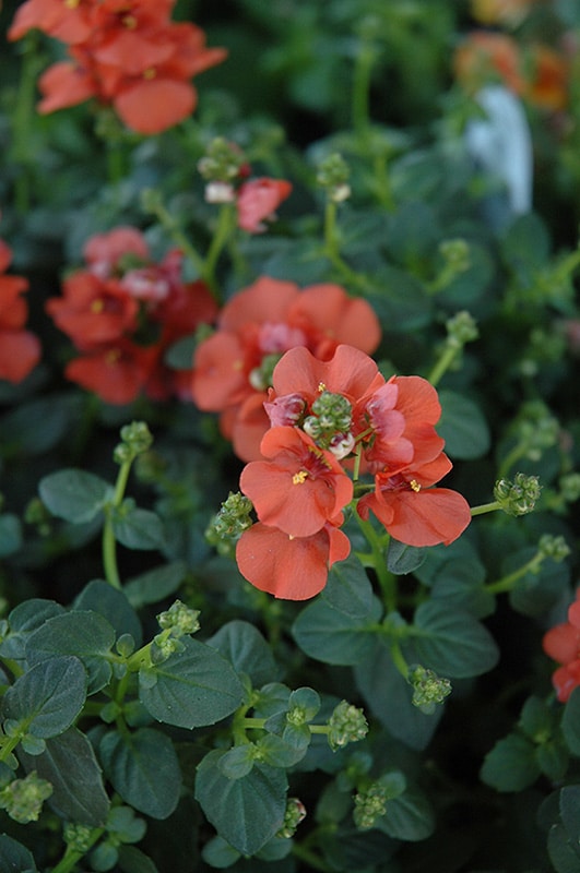 Orange Diascia Flower Seeds – Heirloom, Non-GMO, High Germination Seeds