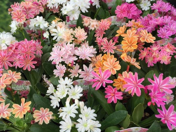 Lewisia Flower Seeds Mixed – Heirloom, Non-GMO, High Germination Seeds